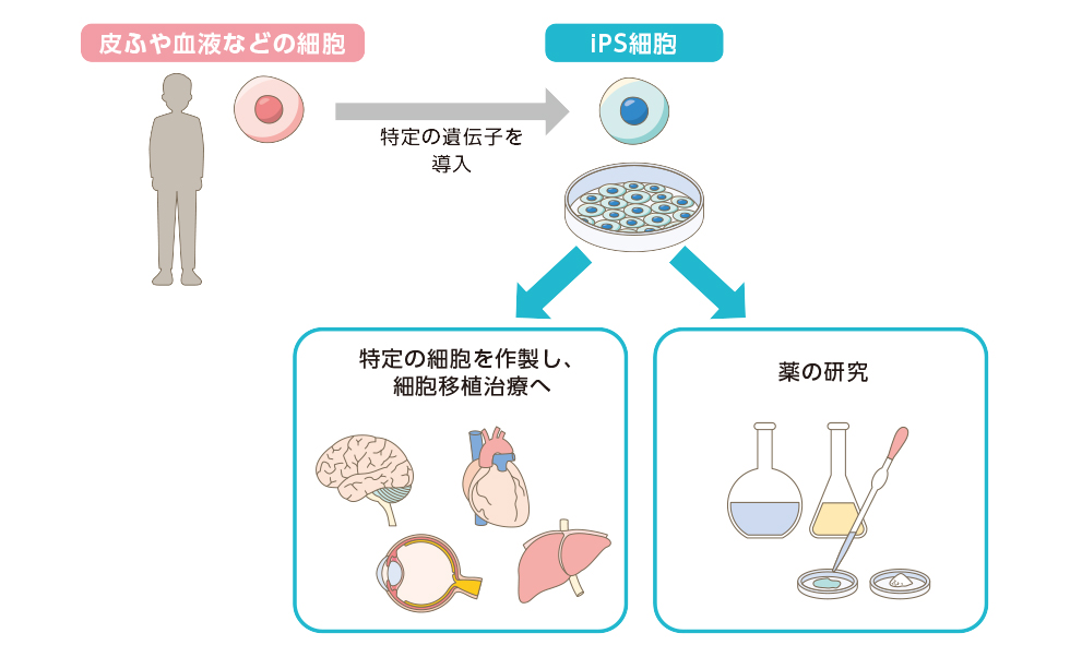 図1:iPS細胞とその活用法