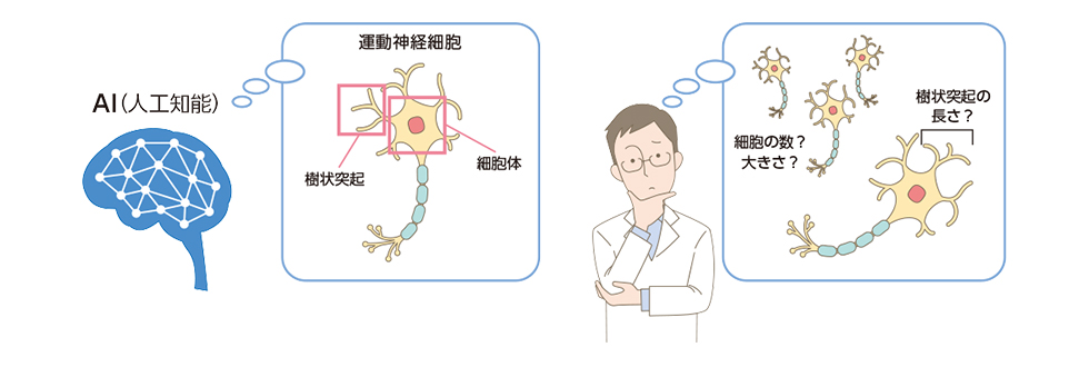 図5:AIと人間は見ている部分が異なる
